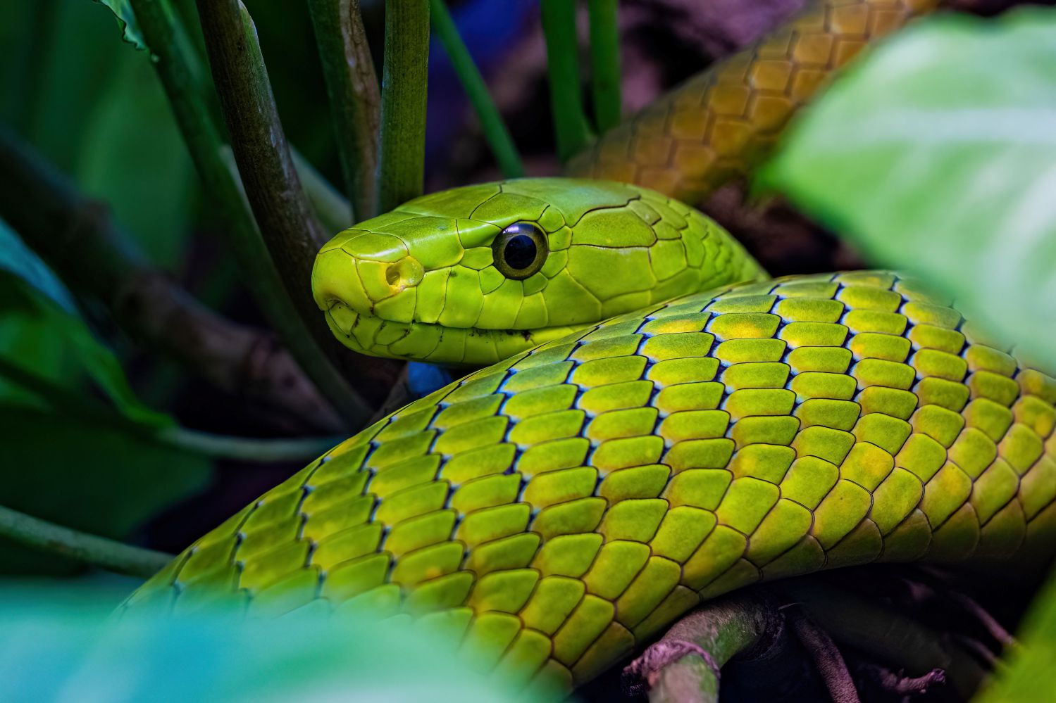 Gewöhnliche Mamba in Terrarium