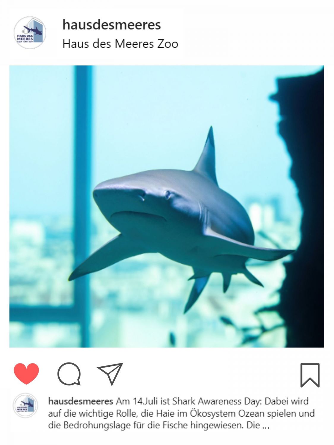 Screenshot des Instagram Feeds mit Haibild