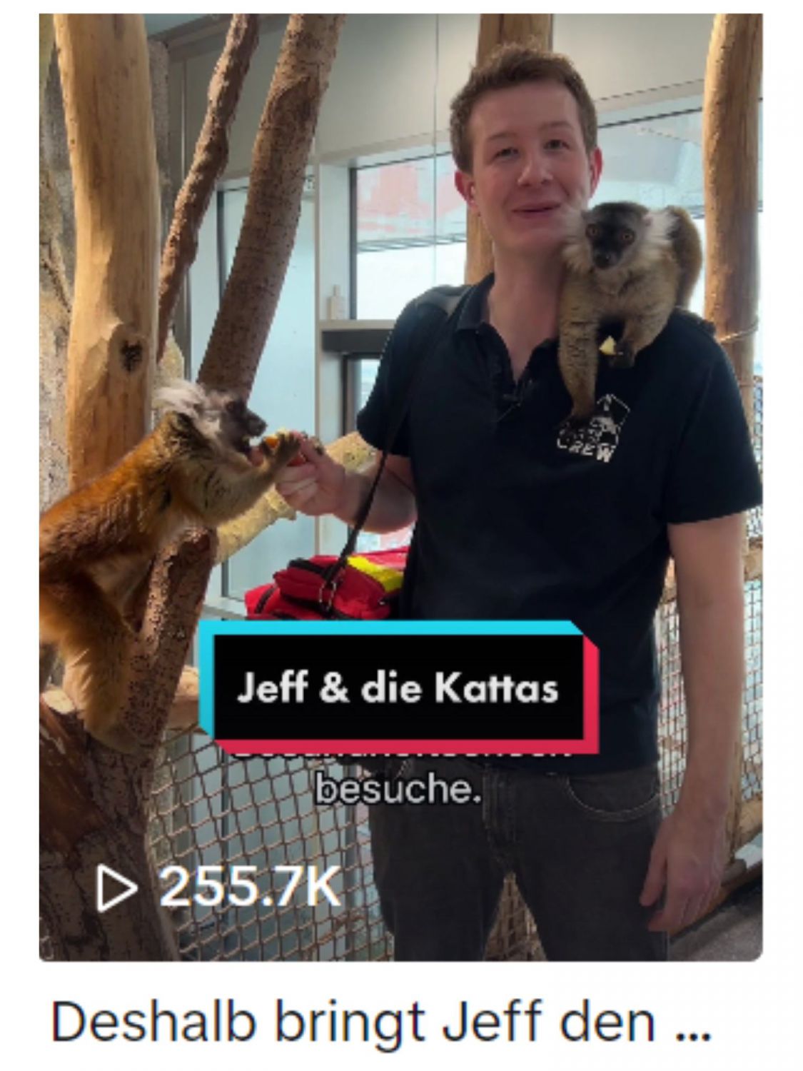 Screenshot TikTok Video mit Kattas
