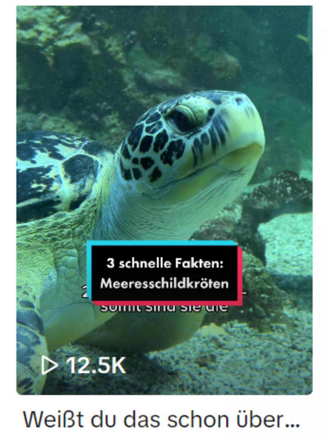 Screenshot TikTok Video mit Puppi