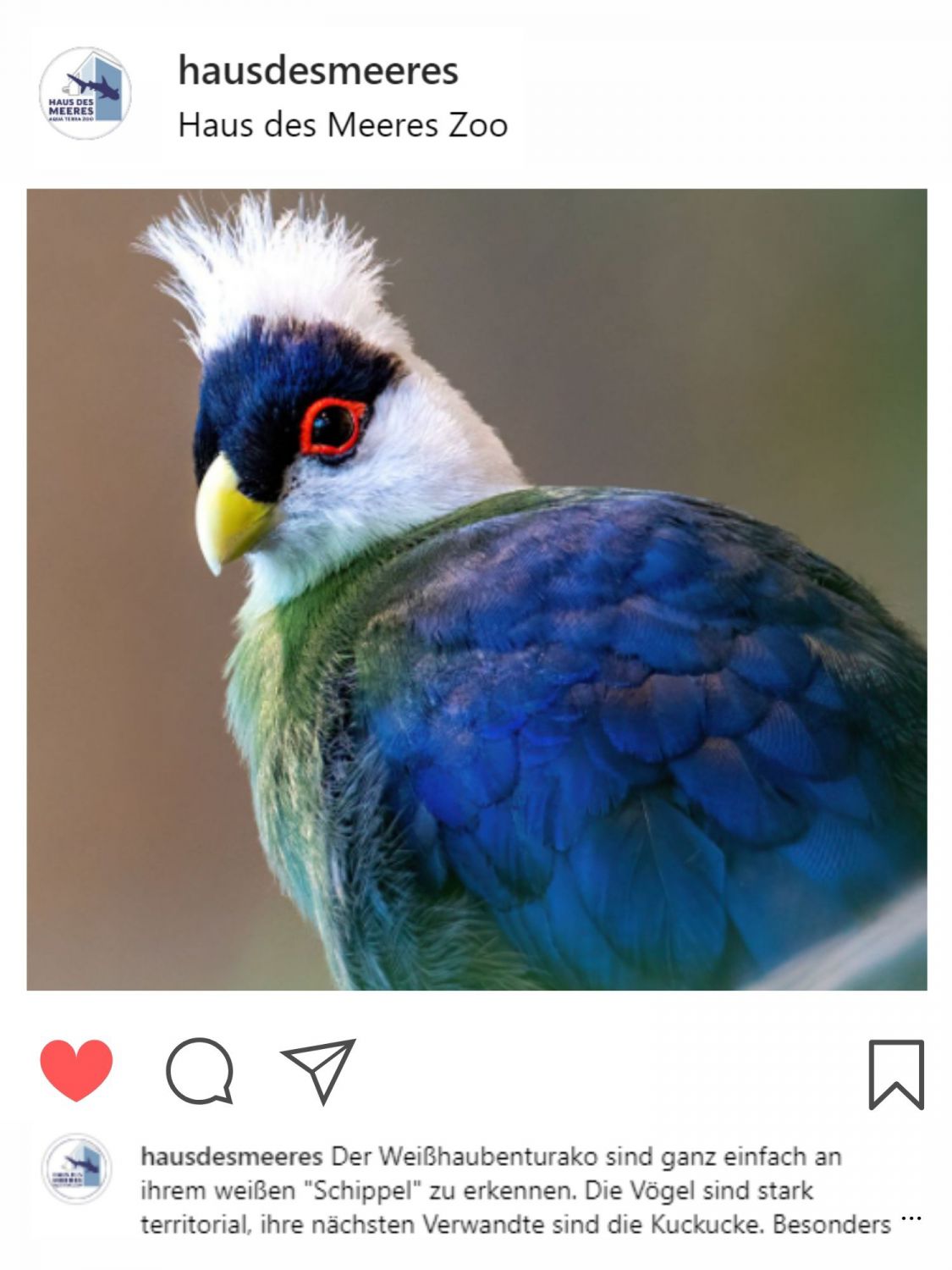 Screenshot des Instagram Feeds mit Vogelbild