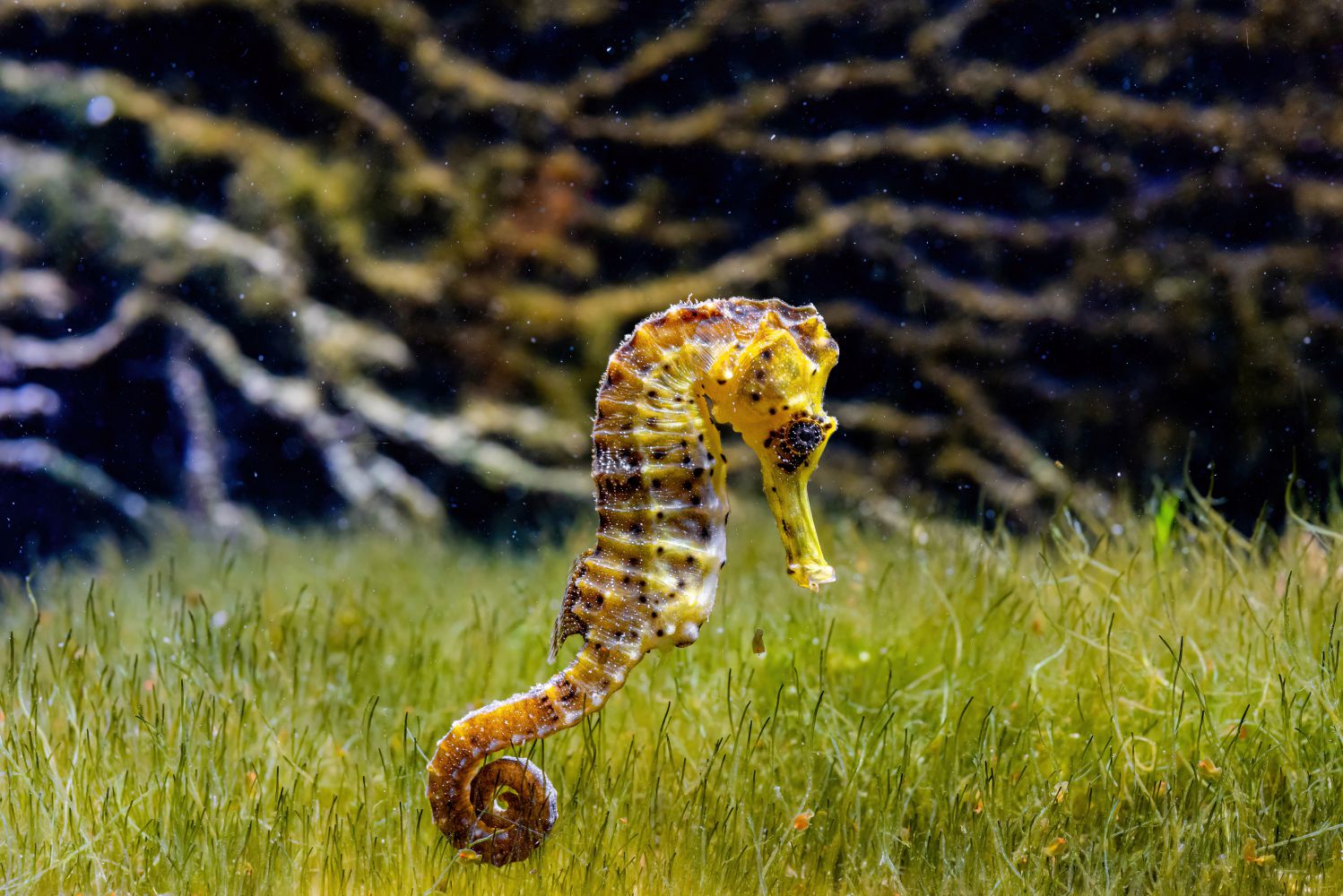 Langschnäuziges Seepferdchen schwimmt in Seegras