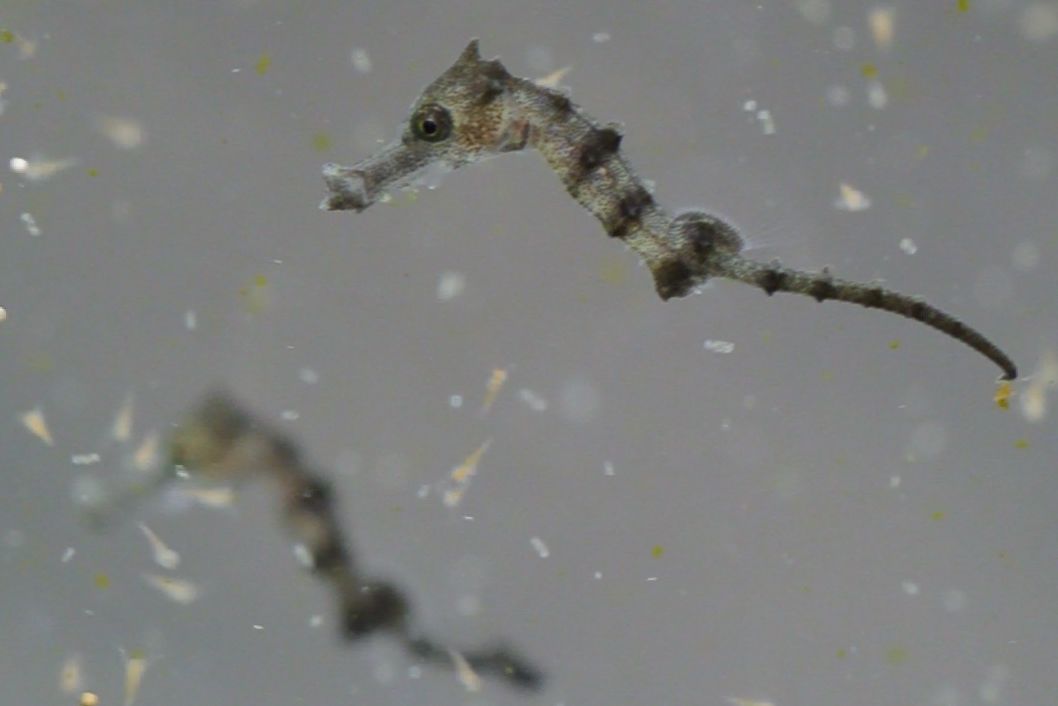 Seepferdchen-Nachzucht frisst Plankton