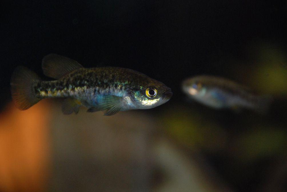Mexikanischer Hochlandkärpfling im Wasser