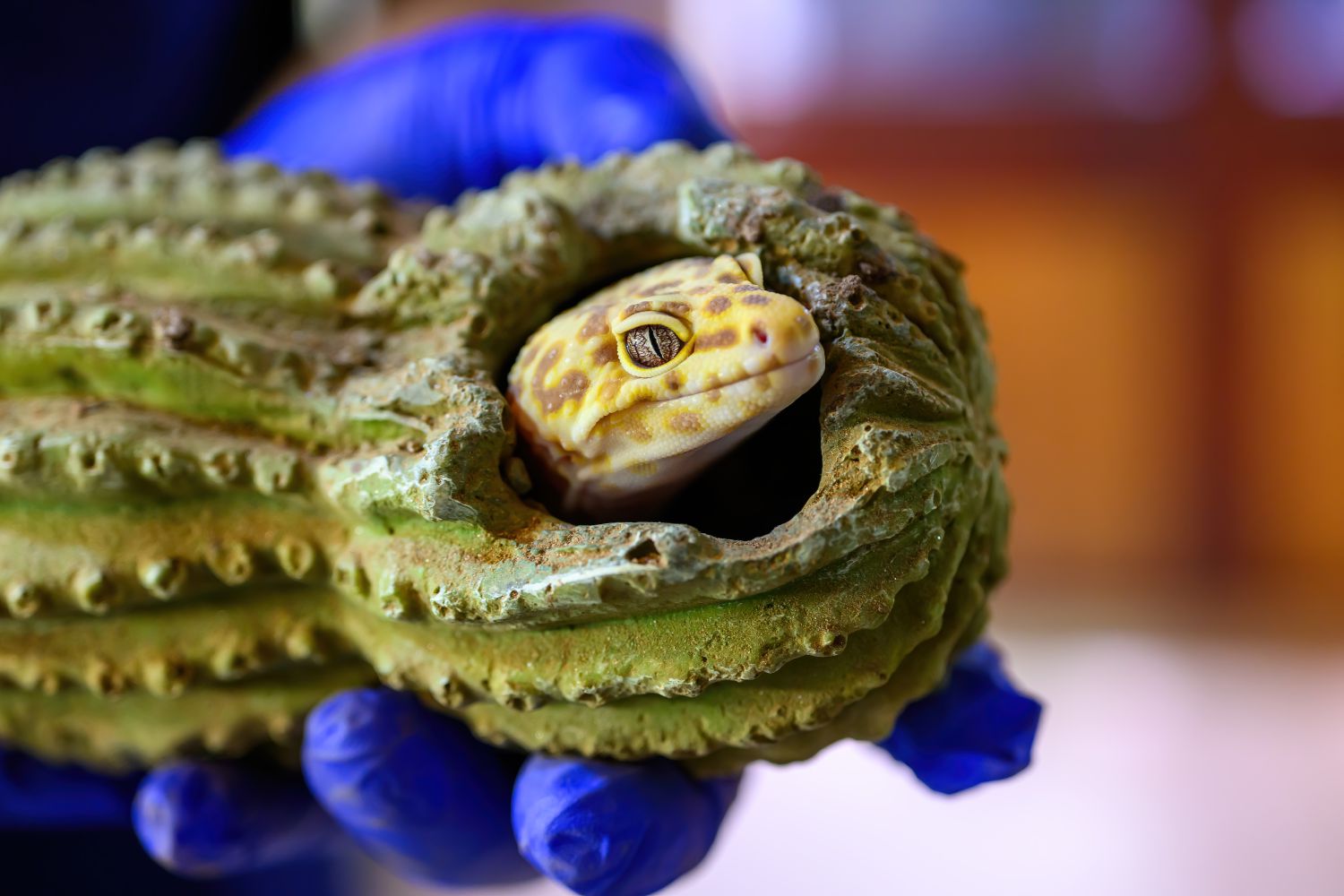 Leopardgecko