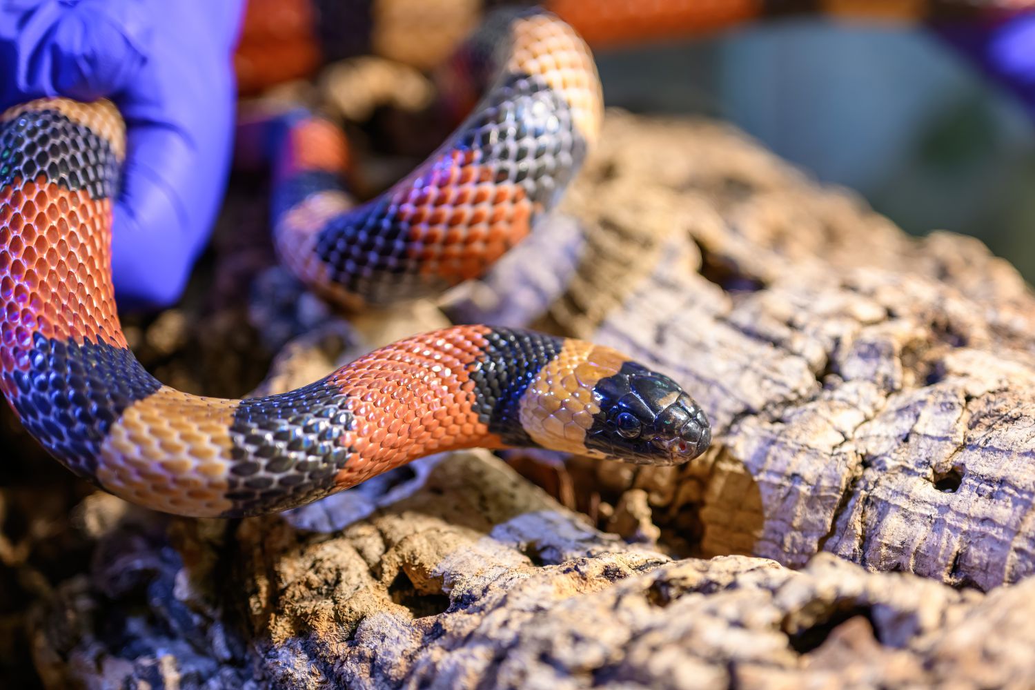 Königsnatter