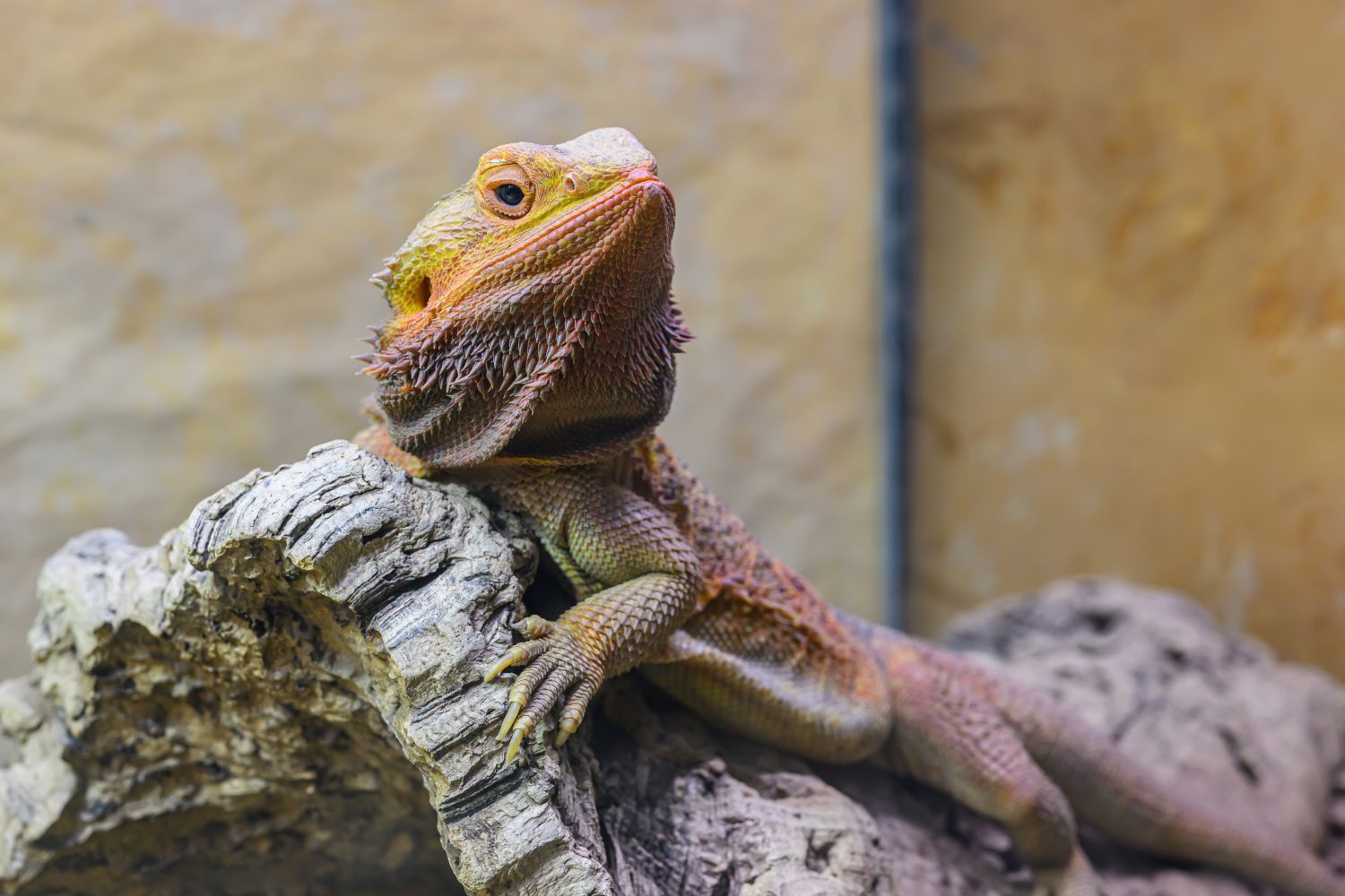 Bartagame