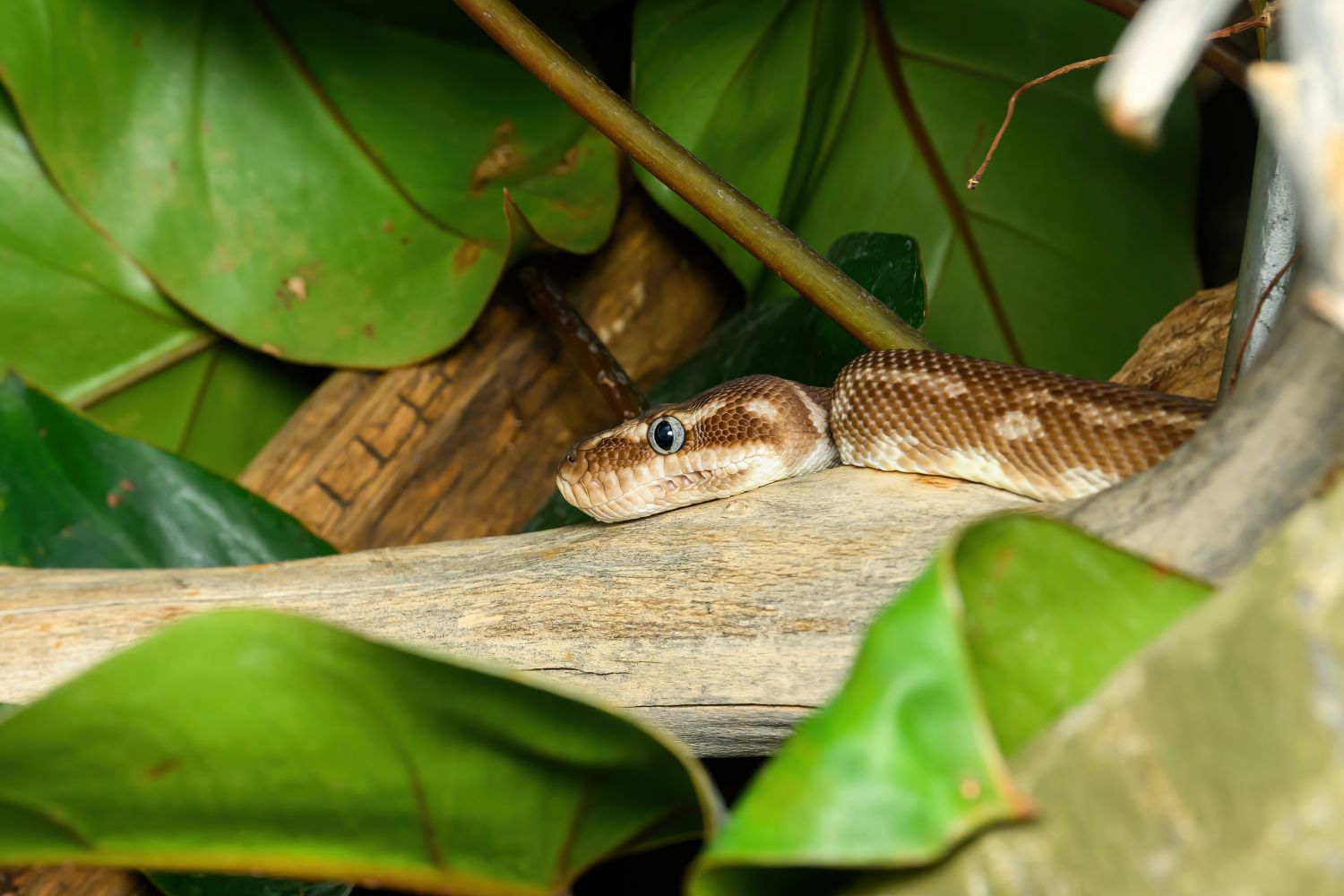 Rauschuppenpython