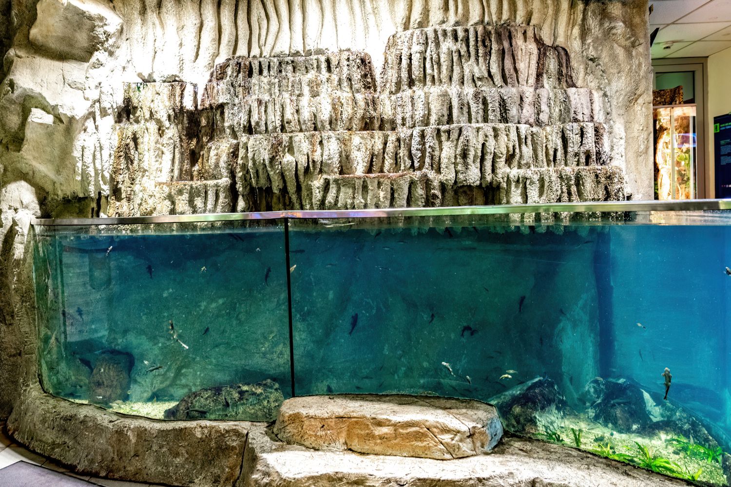 Knabberfische in einem großen Becken im Haus des Meeres