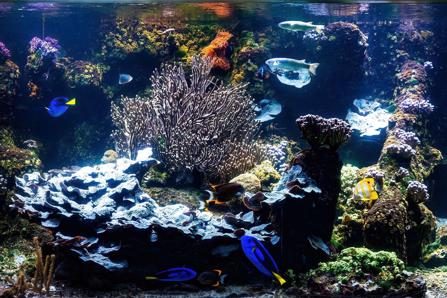 Riffbecken mit tropischen Fischen und Korallen
