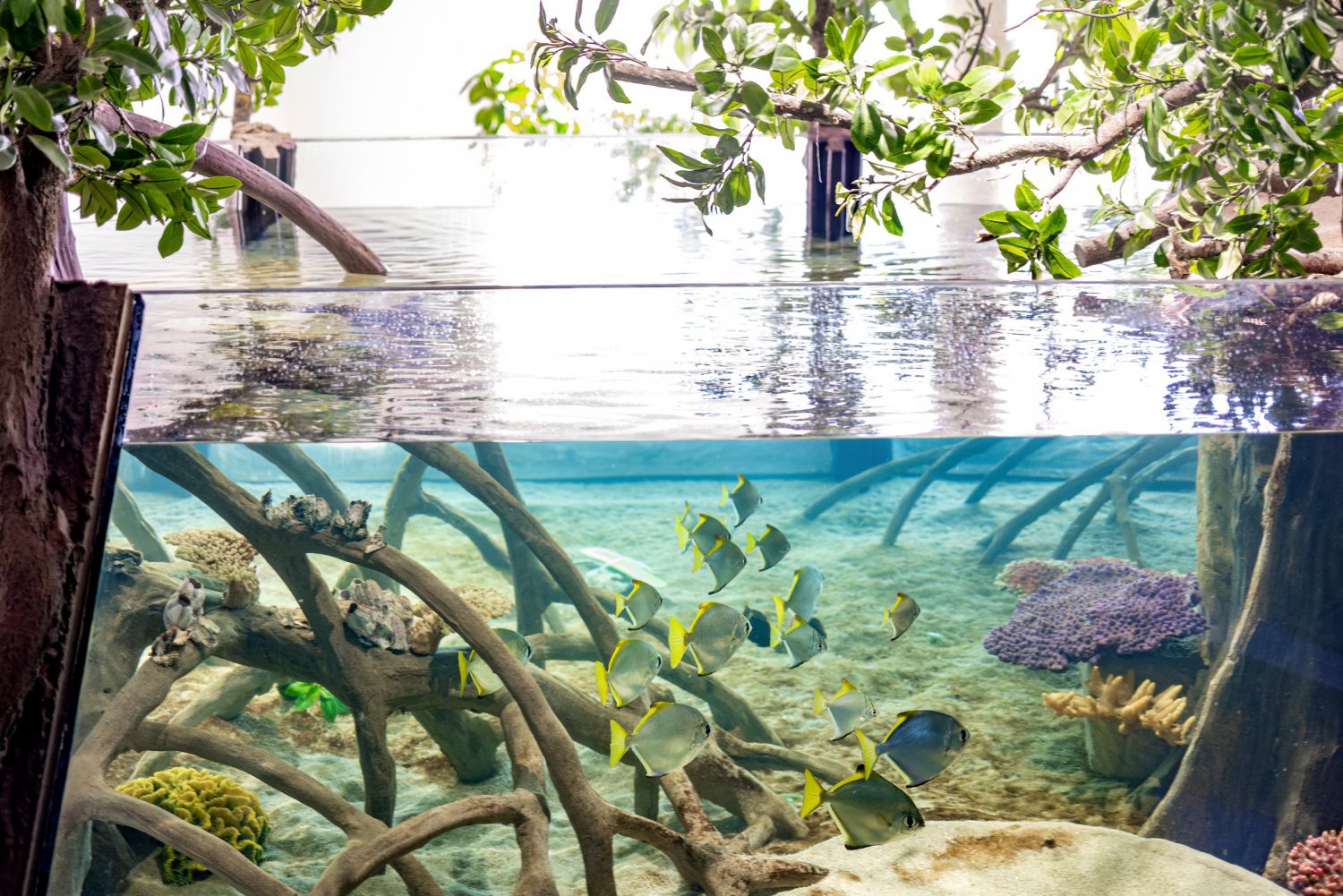 Aquarium mit Fischbesatz und Mangroven