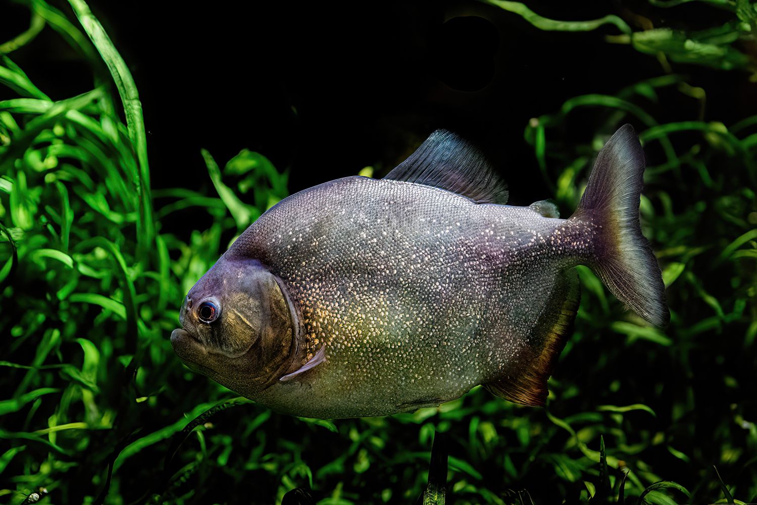 roter Piranha in Aquarium, Bepflanzung im Hintergrund