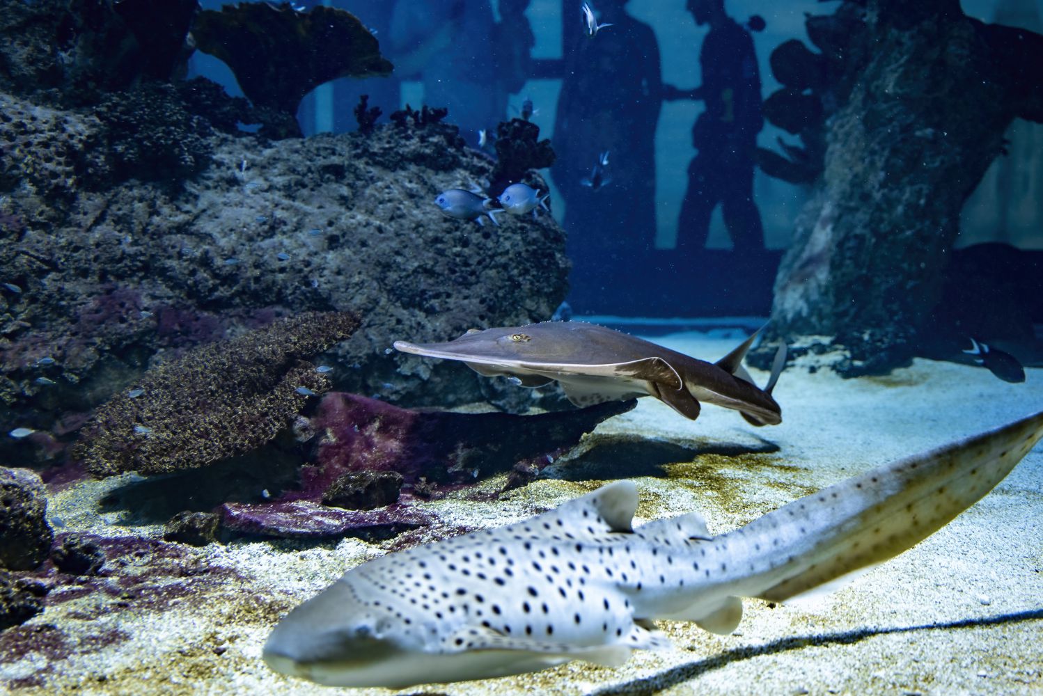 zebrai und Geigenrochen schwimmen im 360° Becken