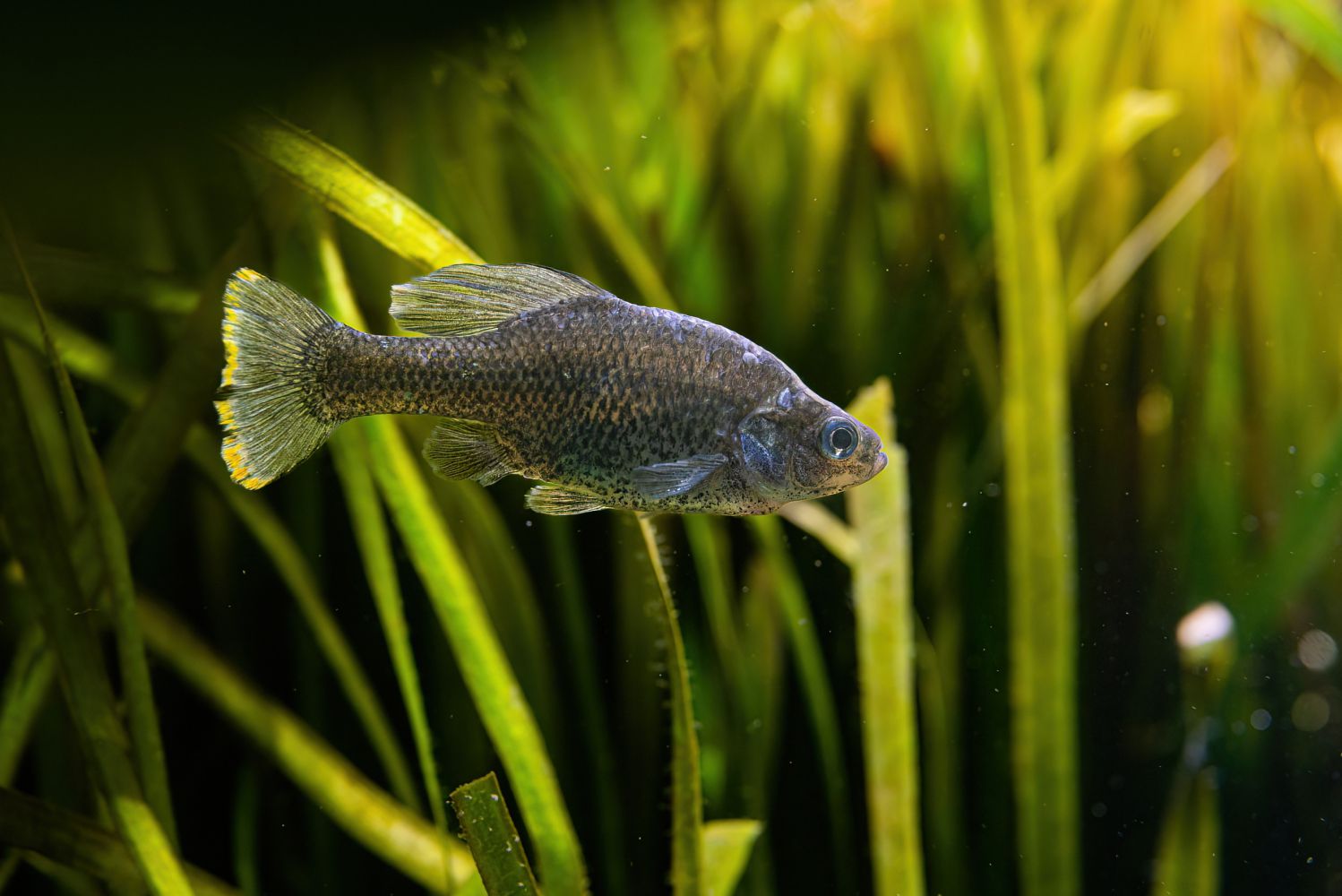 einzelner fisch im Wasser, Pflanzen im Hintergrund verschwommen erkennbar