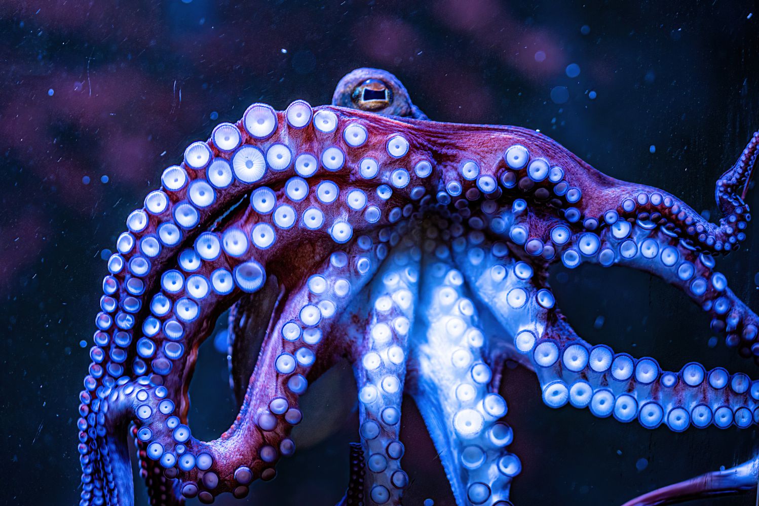 Saugnäpfe des Oktopus sind gut in der Seitenansicht erkennbar 