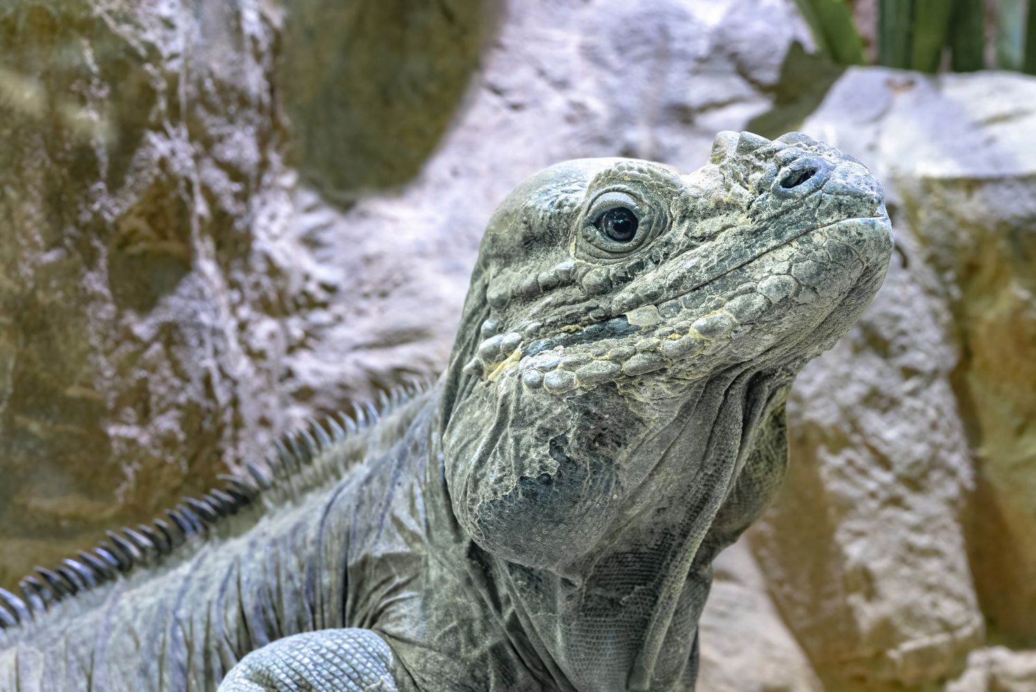 Nashornleguan hebt seinen Kopf